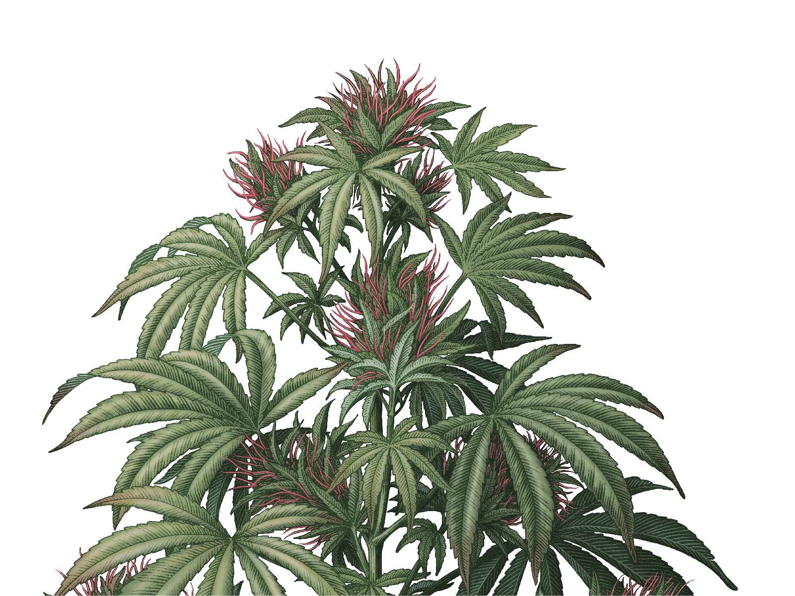 P3_BraggCanna_CS-02