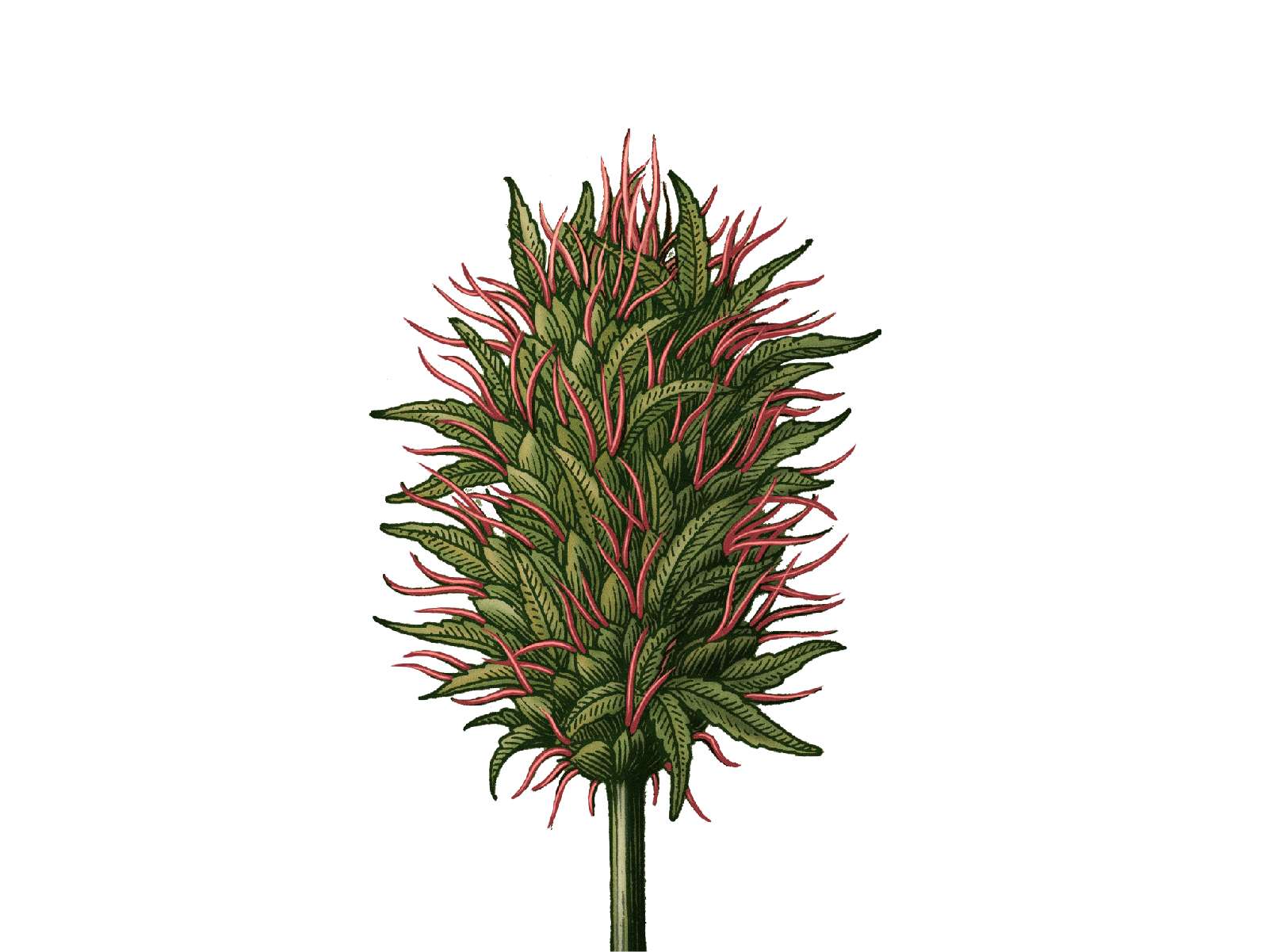 P3_BraggCanna_CS-14