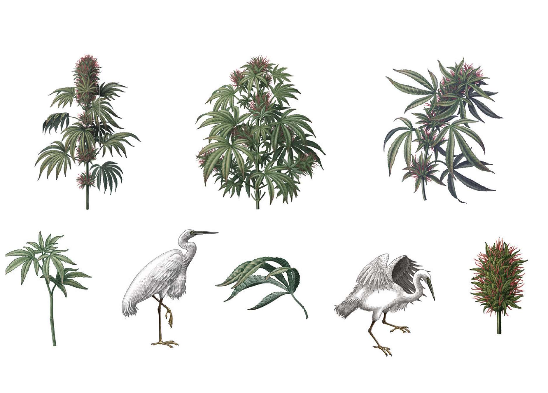 P3_BraggCanna_CS_BrandBookIllustrations