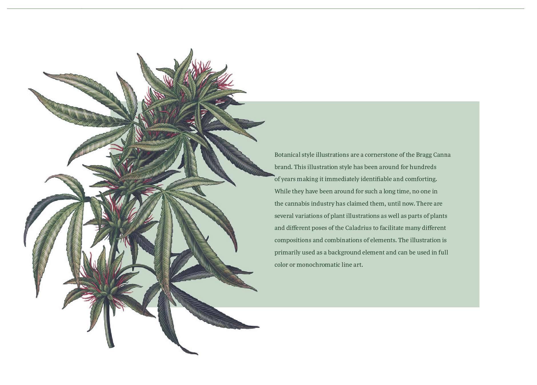 P3_BraggCanna_CS_Brandbook1